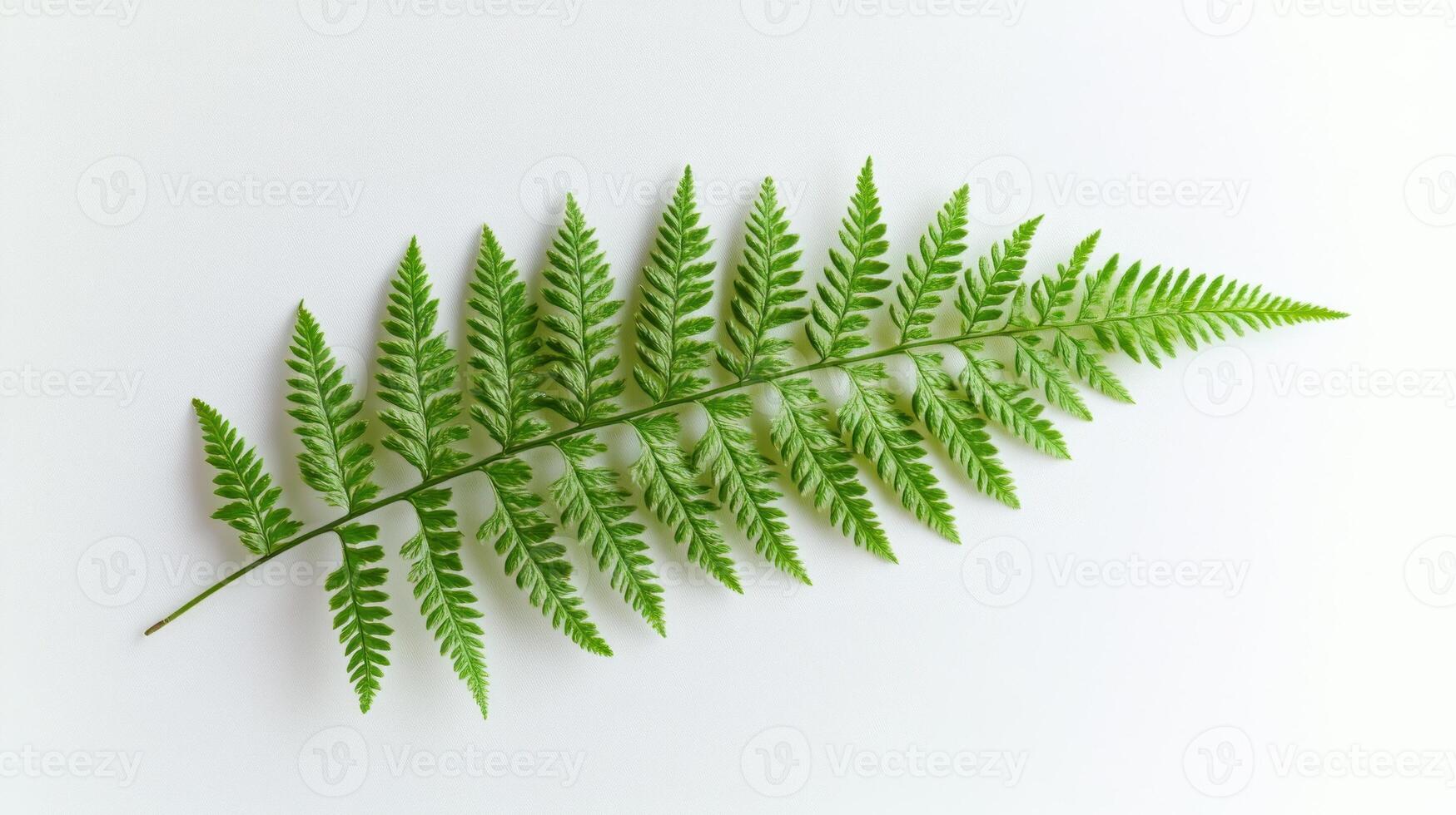 Green fern leaf on white background photo