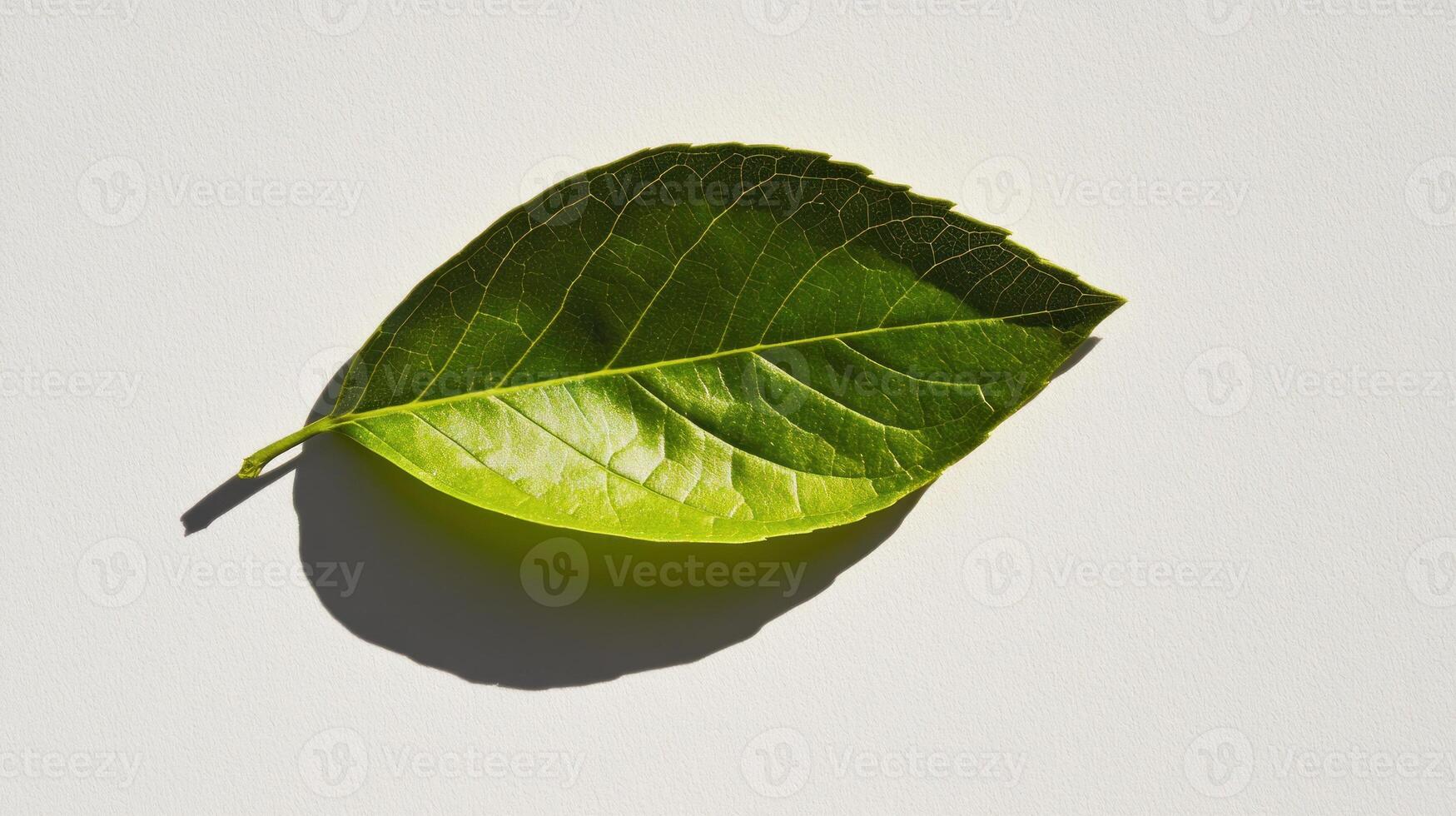 Single vibrant leaf against white background photo