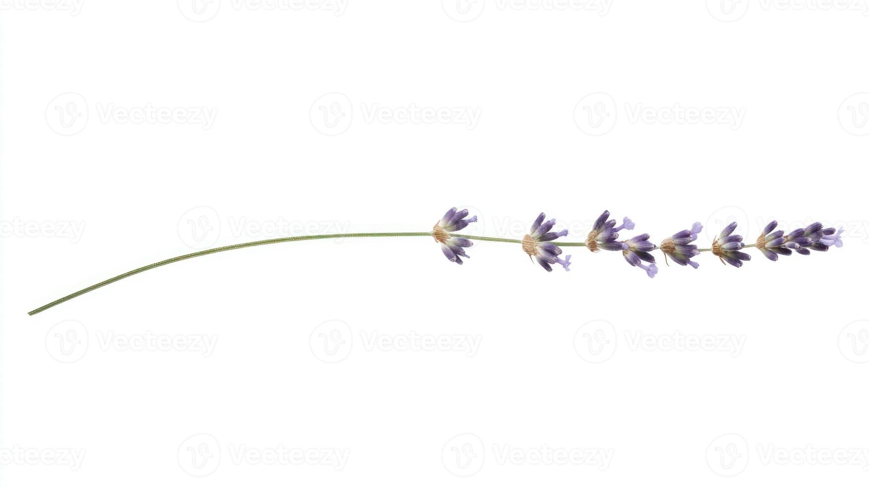 Lavender sprig on white background photo