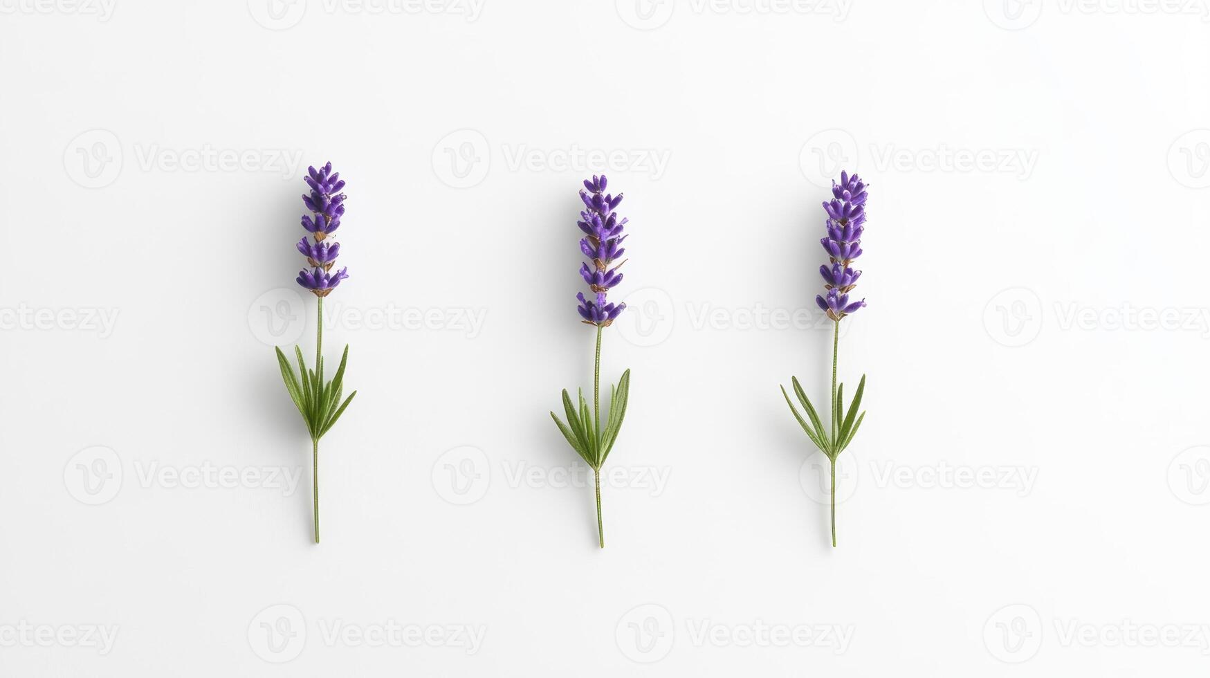 Lavender sprigs on white background photo