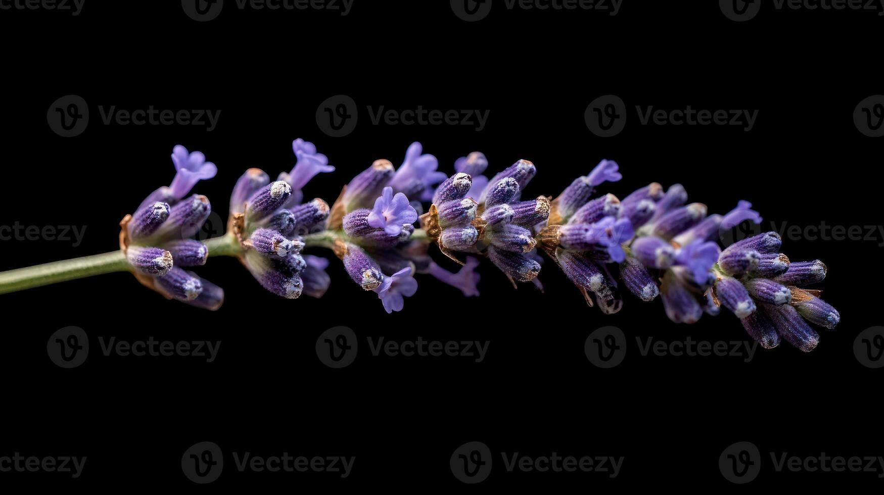 Close-up lavender sprig photo