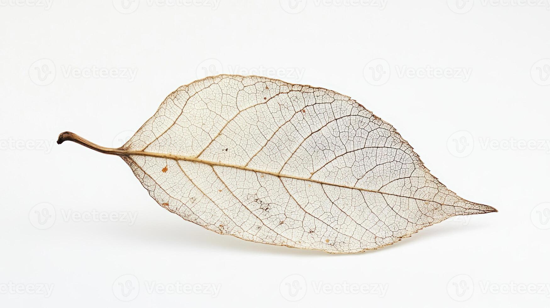 Dried leaf on white background photo