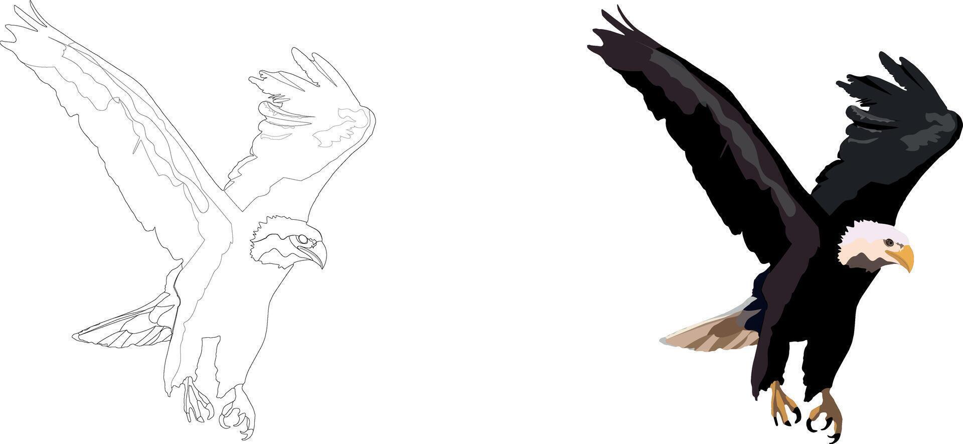 How to draw an eagle step by step vector