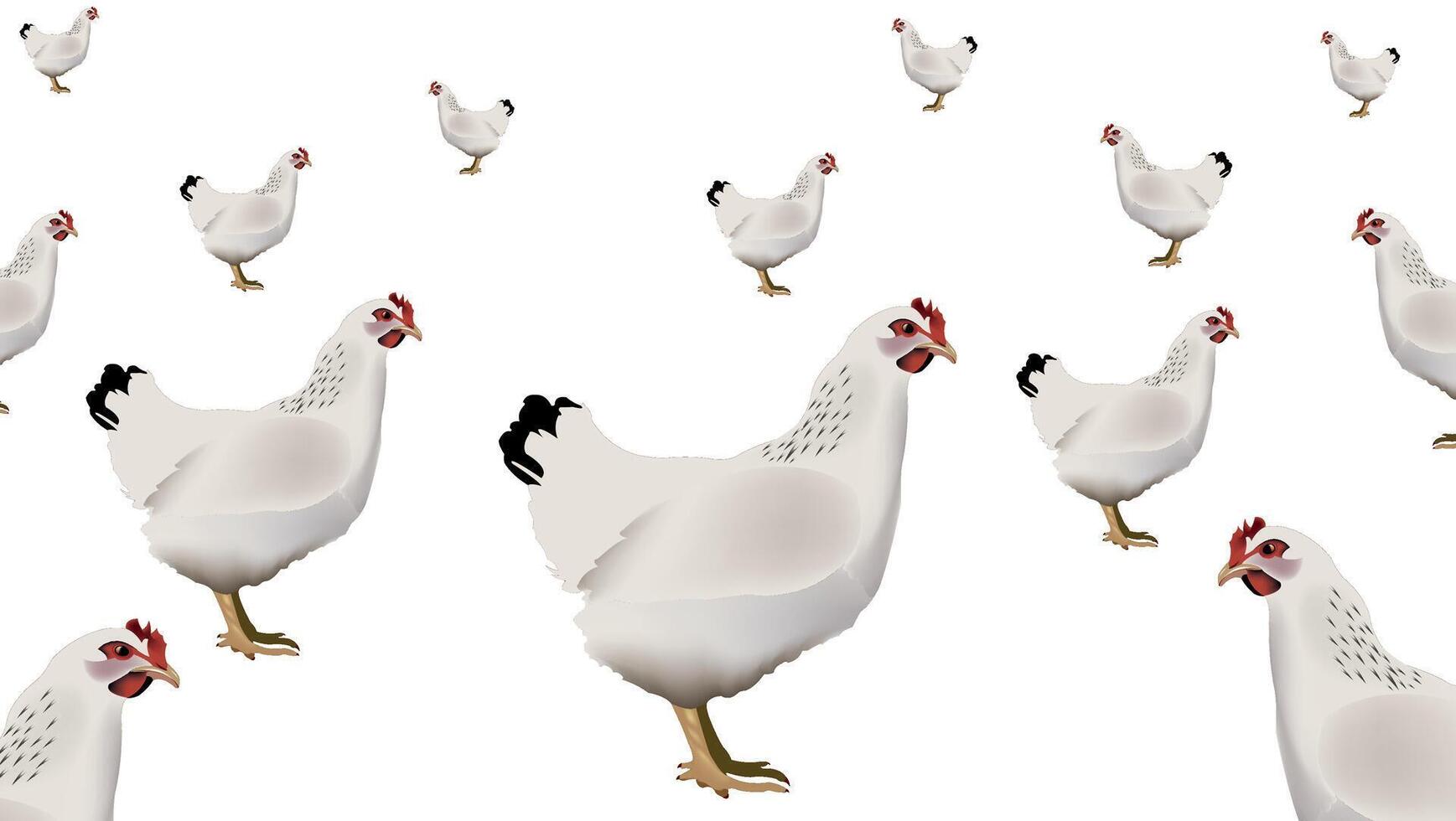 A flock of chickens is shown on a white background vector