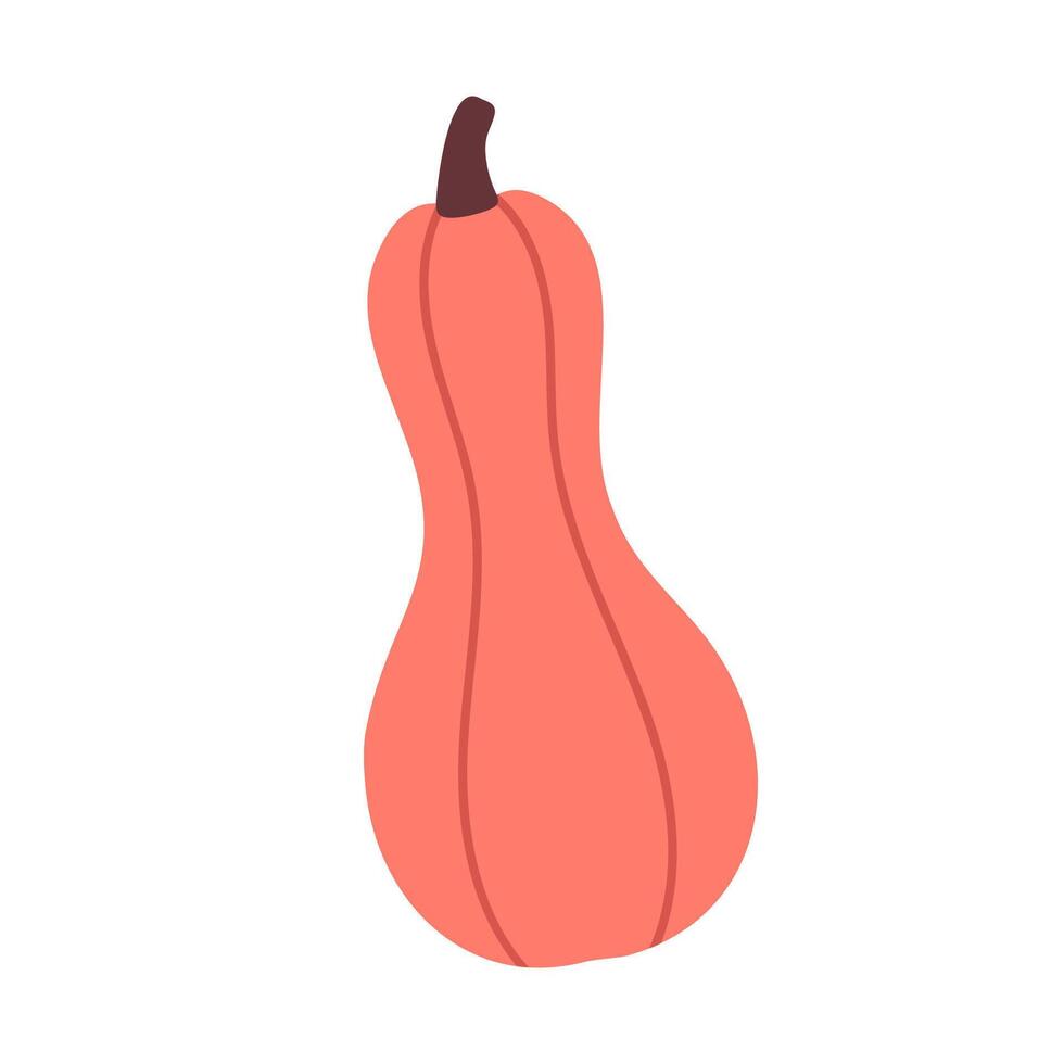 Elongated coral-colored squash with simple shape, perfect for seasonal illustrations, vegetable clipart or recipe design vector