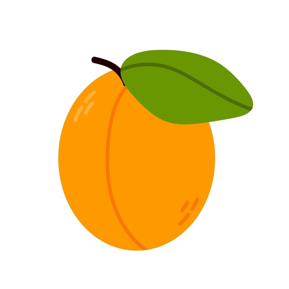 of ripe orange apricot fruit with green leaf. Great for food branding, recipe cards, fresh produce design, and summer visuals vector