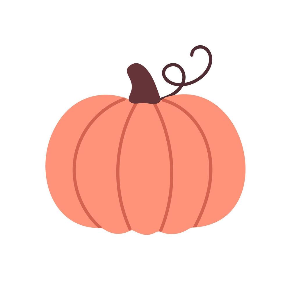 Soft pink pumpkin with rounded flattened shape and curly stem, great for thanksgiving or harvest compositions vector