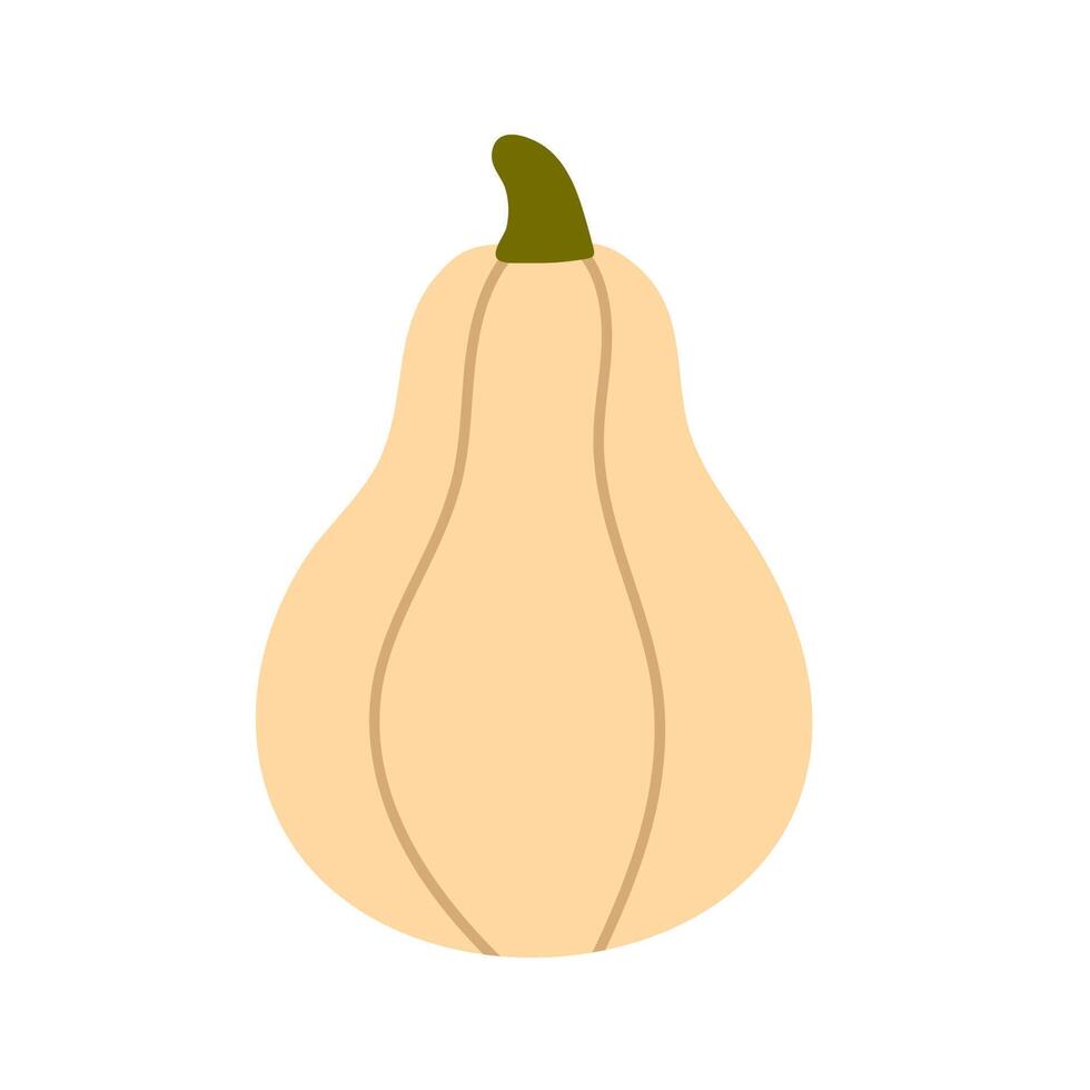 Light-colored squash with rounded body and short stem, ideal for harvest season design and food-themed illustrations vector