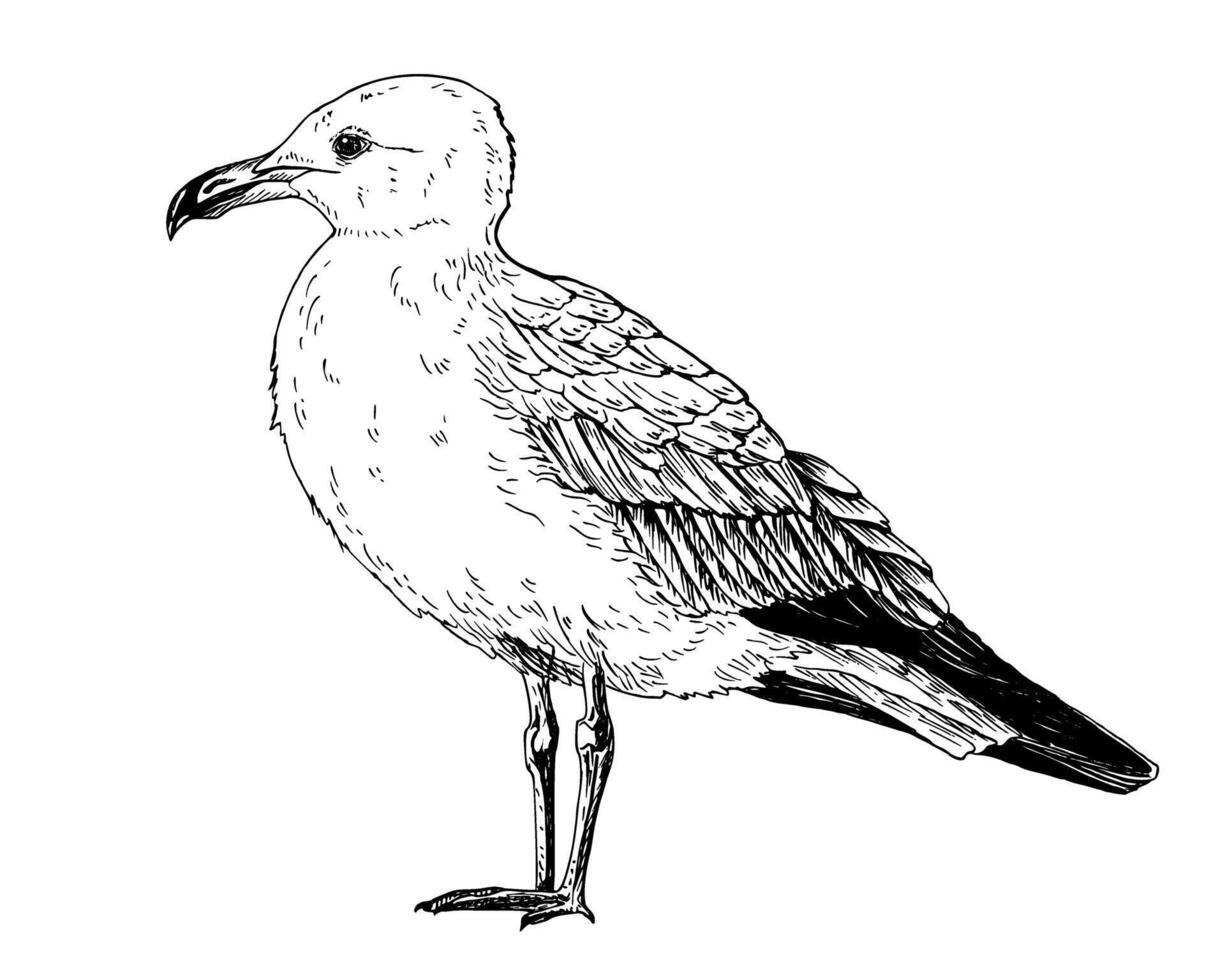 A seagull, common gull, mew, tern. The bird stands upright, facing left. Detailed black and white illustration. Hand drawn line art in sketch style. Isolated on white. For clipart packages vector