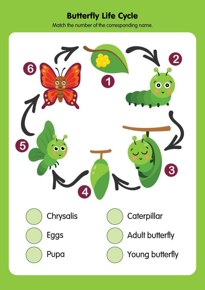 Understanding the Amazing Butterfly Life Cycle Journeyey vector