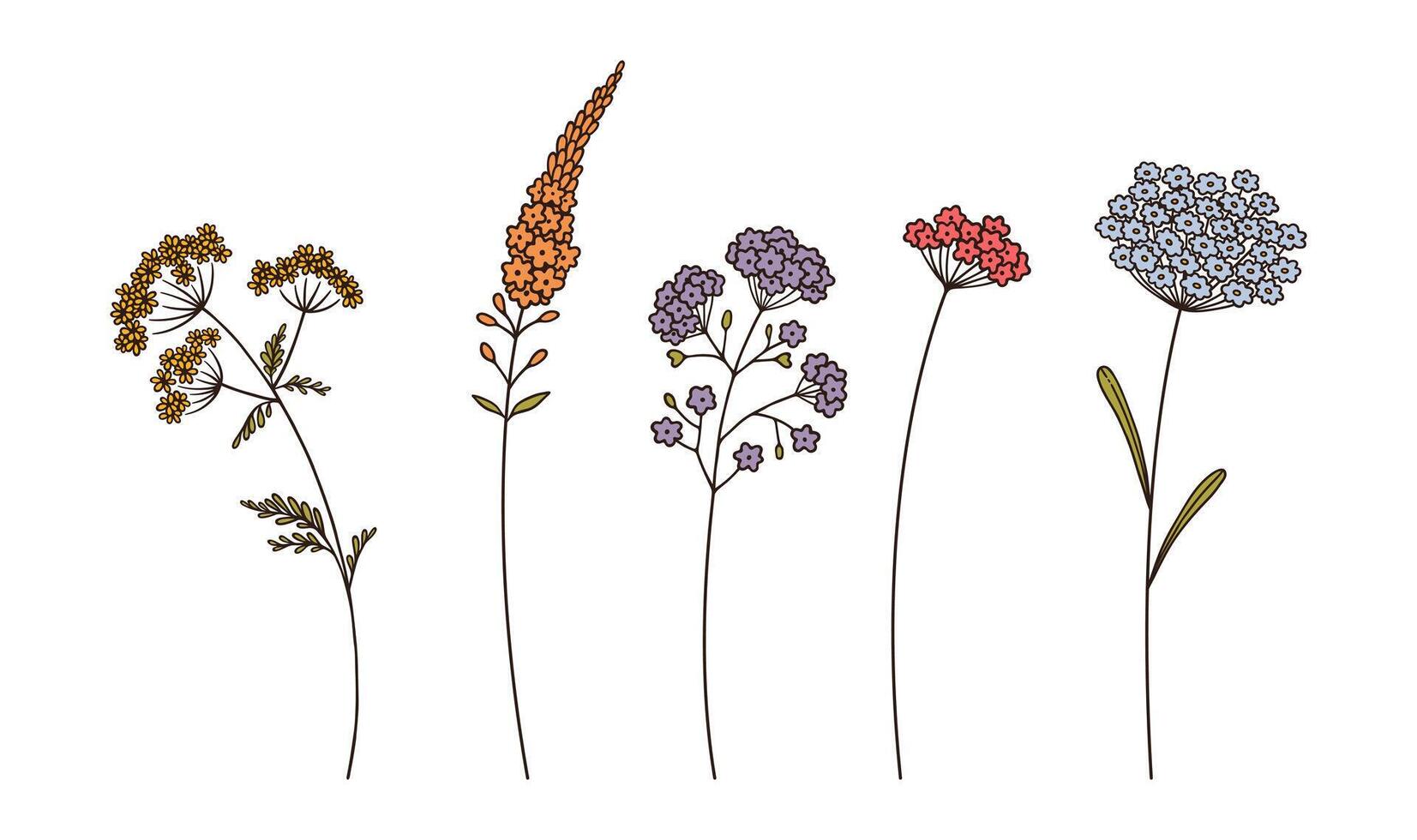 Set of multi-colored wildflower cluster inflorescences in black color, on white background. Wild plants for design projects. Hand-drawn flowers and leaves illustration vector