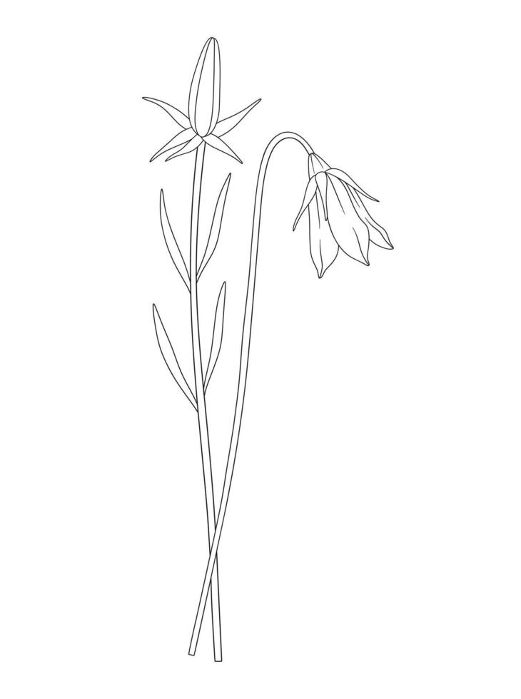 Bunch of blooming perennial wildflowers illustration. Bouquet of two buds and leaves. Line art, minimal style, contour plants. Botanical hand-drawn elements for design projects vector