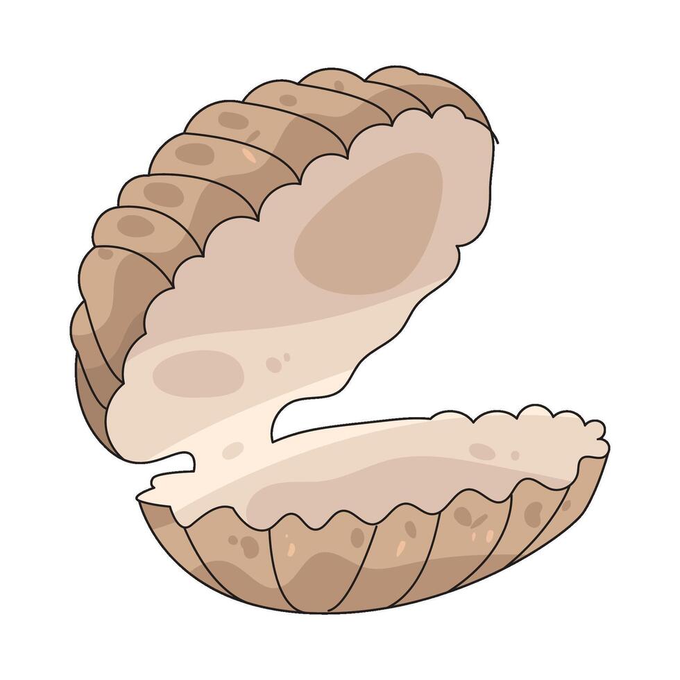 Illustration of Clam Shell vector