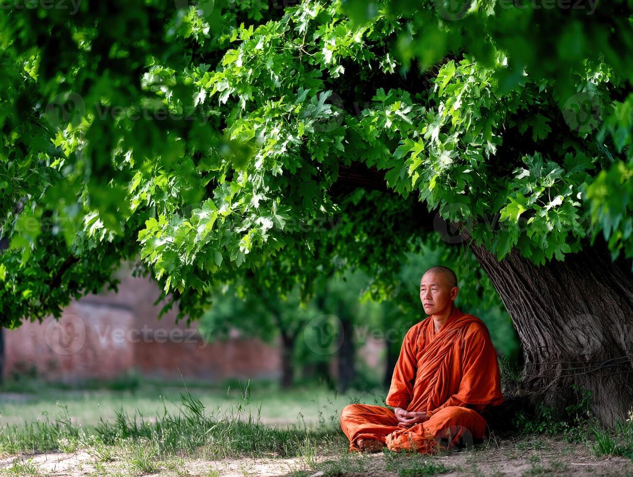 Monk meditates in lotus position under shady tree outdoors photo