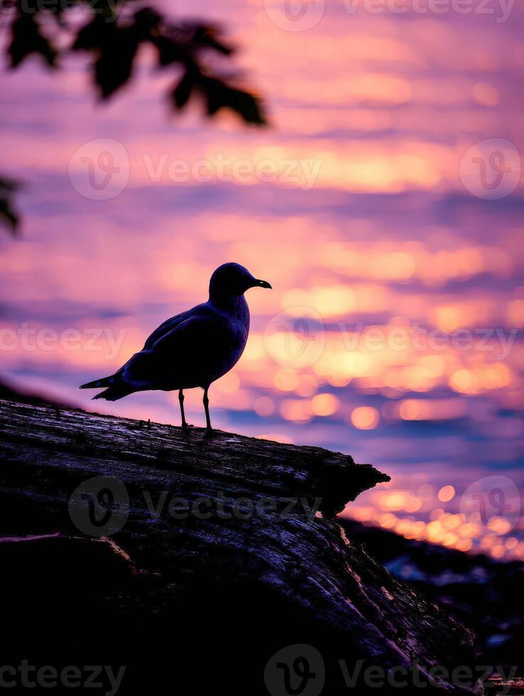 Silhouette of bird standing on a log at sunset photo