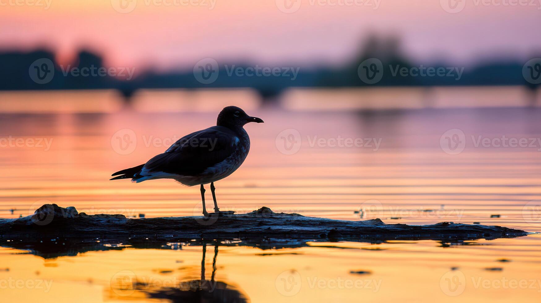 Sea gull resting on log at Lake Michigan during sunset photo