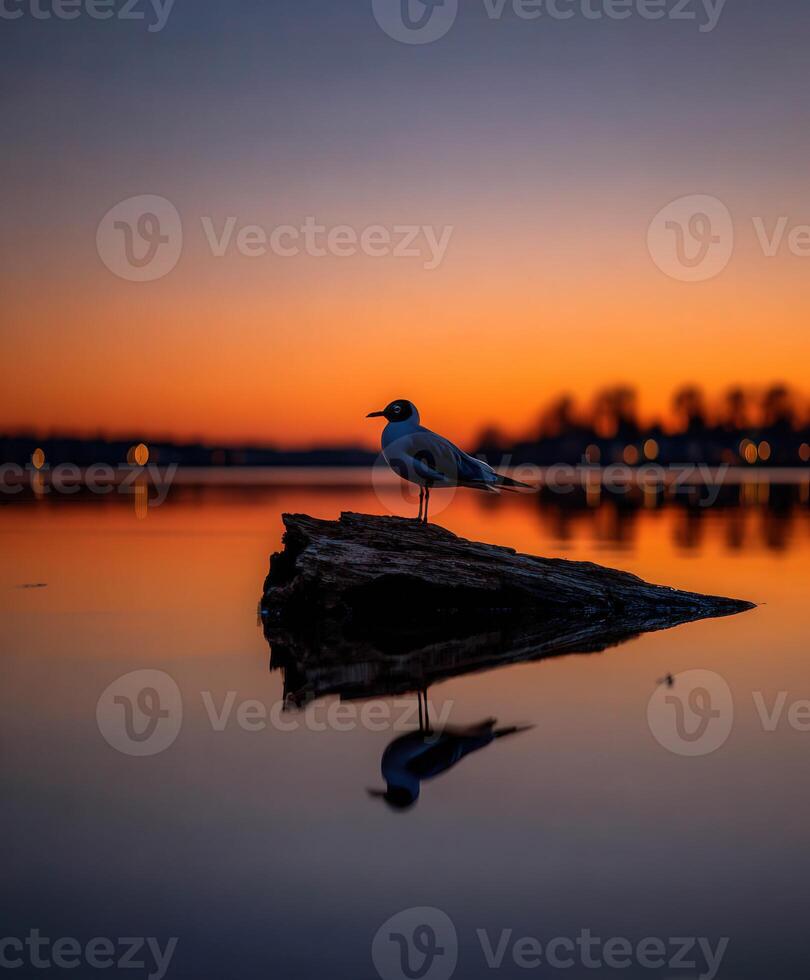 Black-headed gull rests on log at Lake during sunset photo