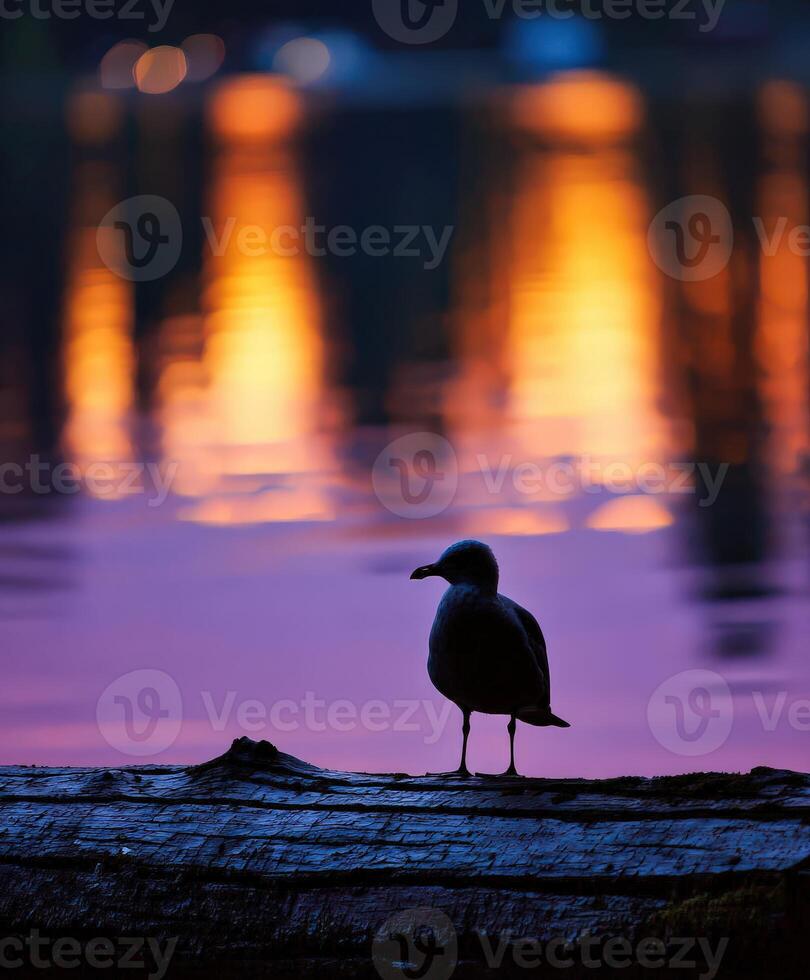 Seagull perched on a log at dusk near a lake in stanley park photo