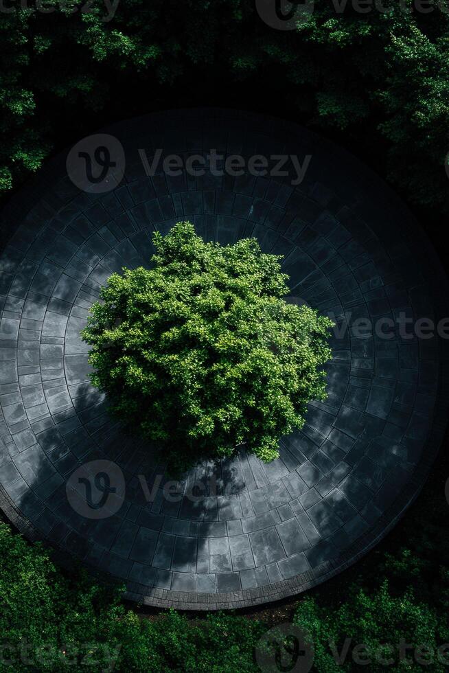 Lone tree grows from circular stone platform in afternoon photo