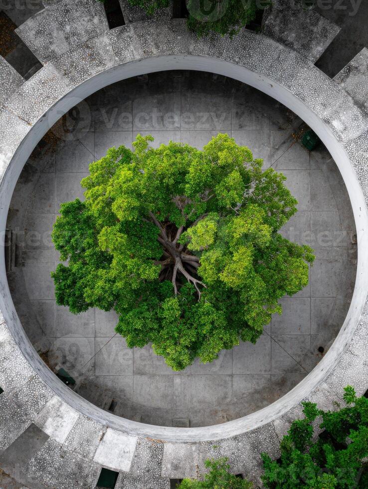 Aerial view of a lush tree within a circular architectural structure photo