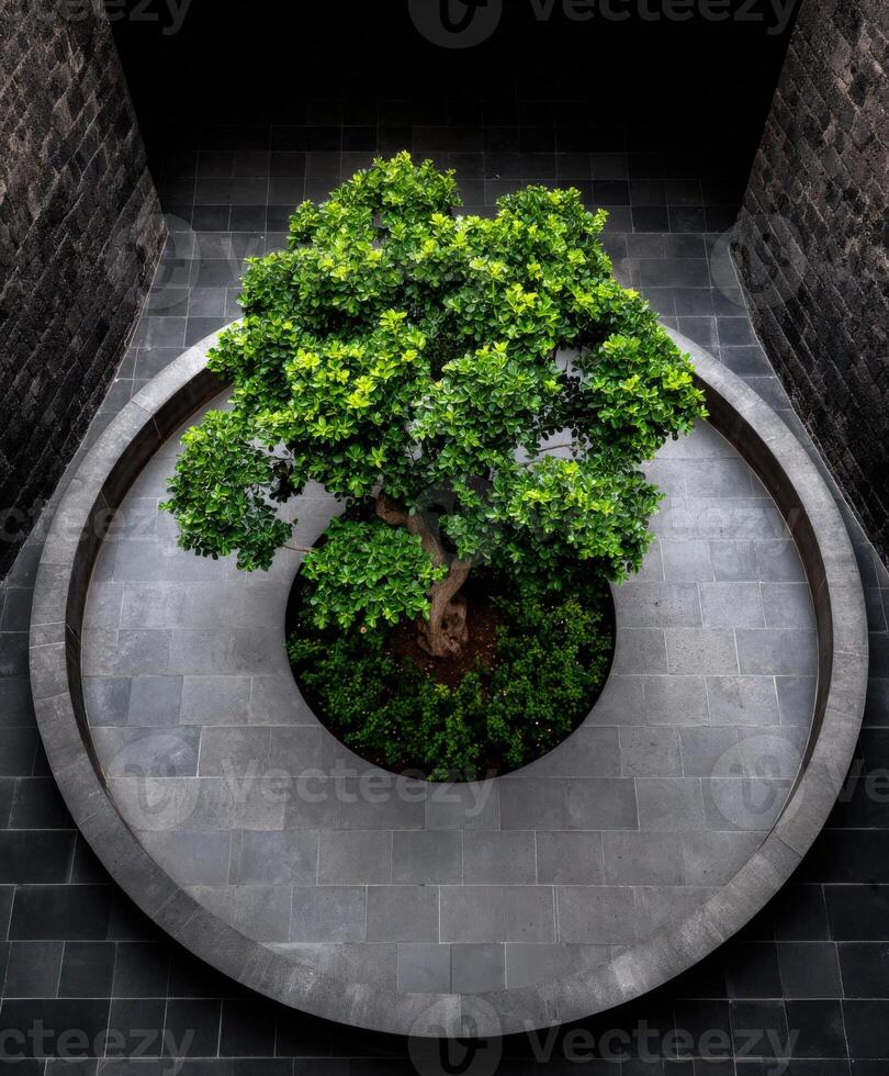 Tree growing in circle of gray bricks in morning light photo