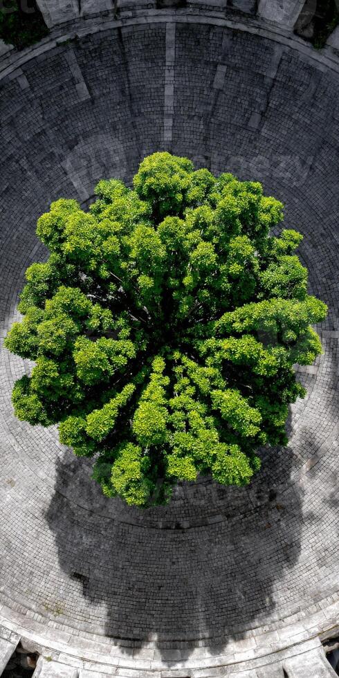 Tree grows in a stone circle aerial view from above in the daytime photo