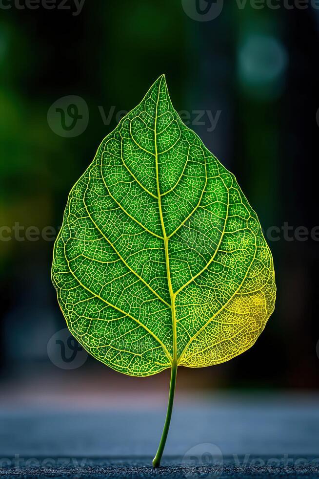 Green leaf stands alone with detailed veins outdoors photo