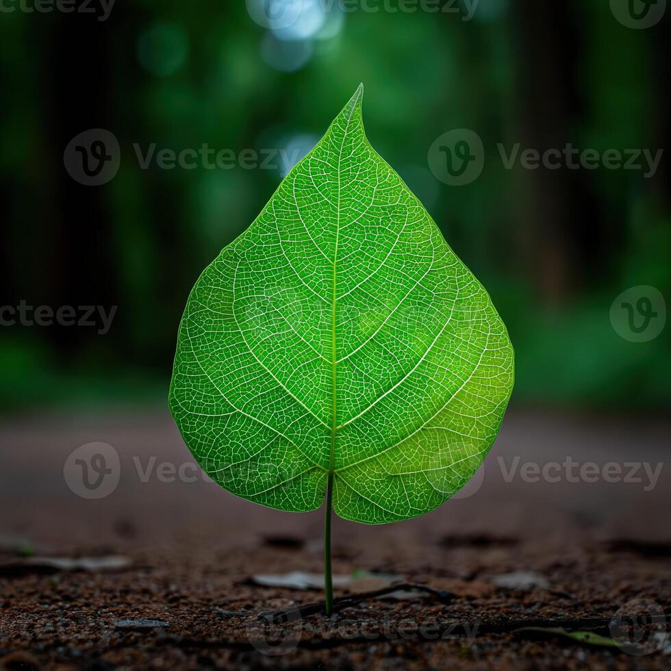 Bright green leaf sprouting from the dark soil in forest photo