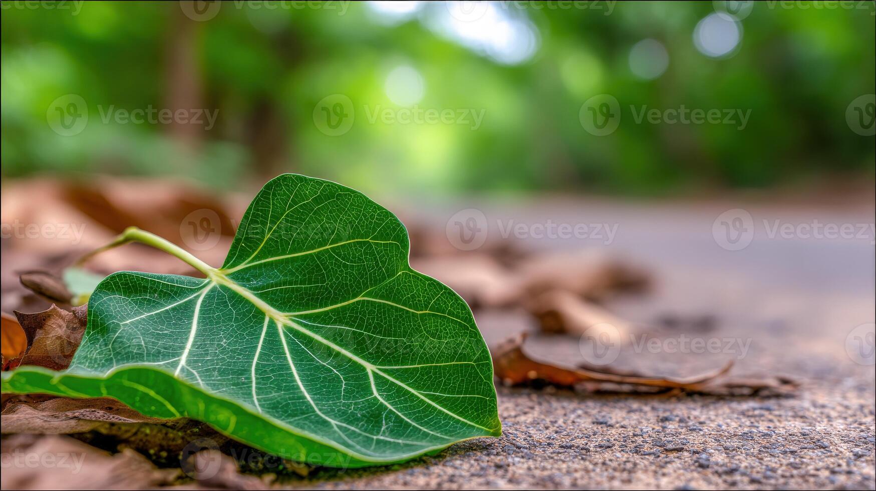 Fallen green leaf rests on concrete surface in the daytime photo