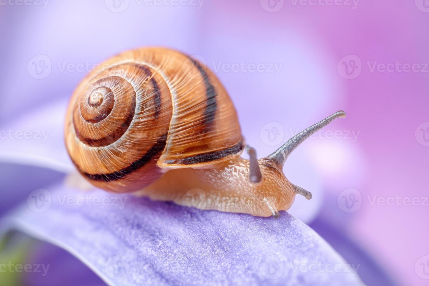 Close-up of a brown-striped snail resting on a delicate purple flower petal, showcasing intricate shell patterns and vibrant colors in a serene natural environment photo