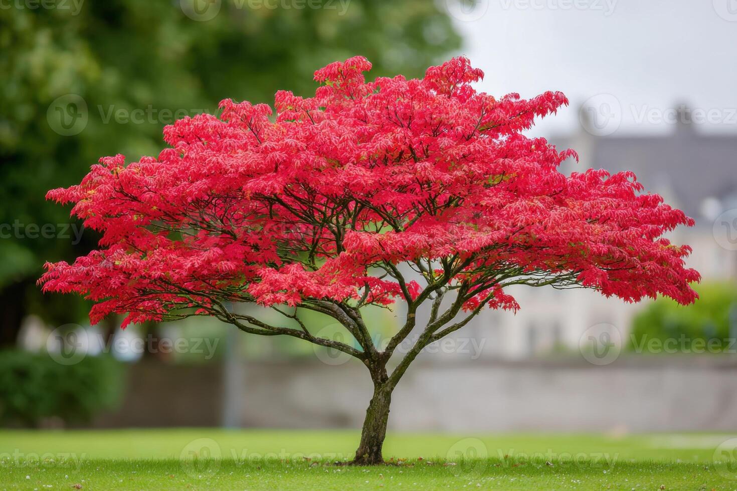 Vibrant red japanese maple tree standing in a green park during autumn photo