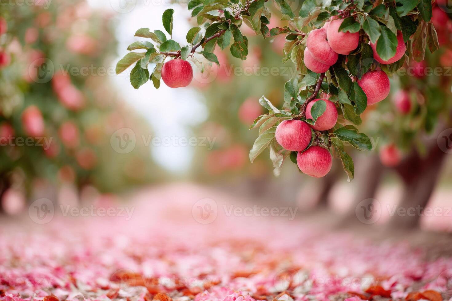 Apple orchard with ripe red apples hanging from branches, surrounded by colorful fallen leaves on the ground, creating a picturesque autumn scene with vibrant natural beauty photo