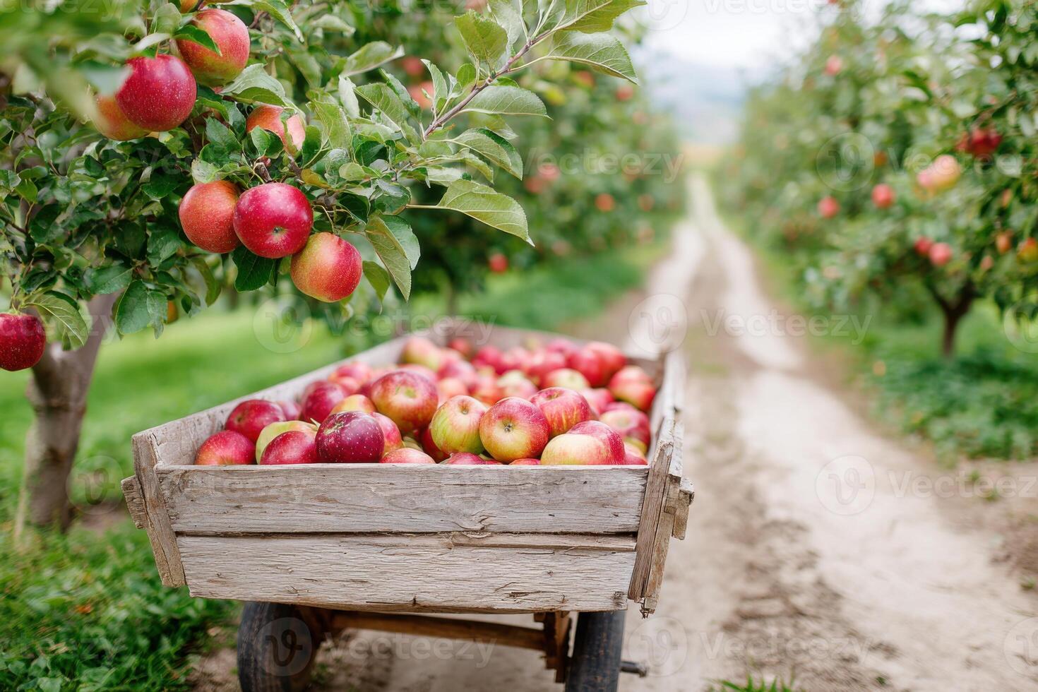 Freshly harvested apples in a wooden cart on a dirt path, surrounded by lush apple trees in an orchard, showcasing the beauty of nature and agricultural abundance photo