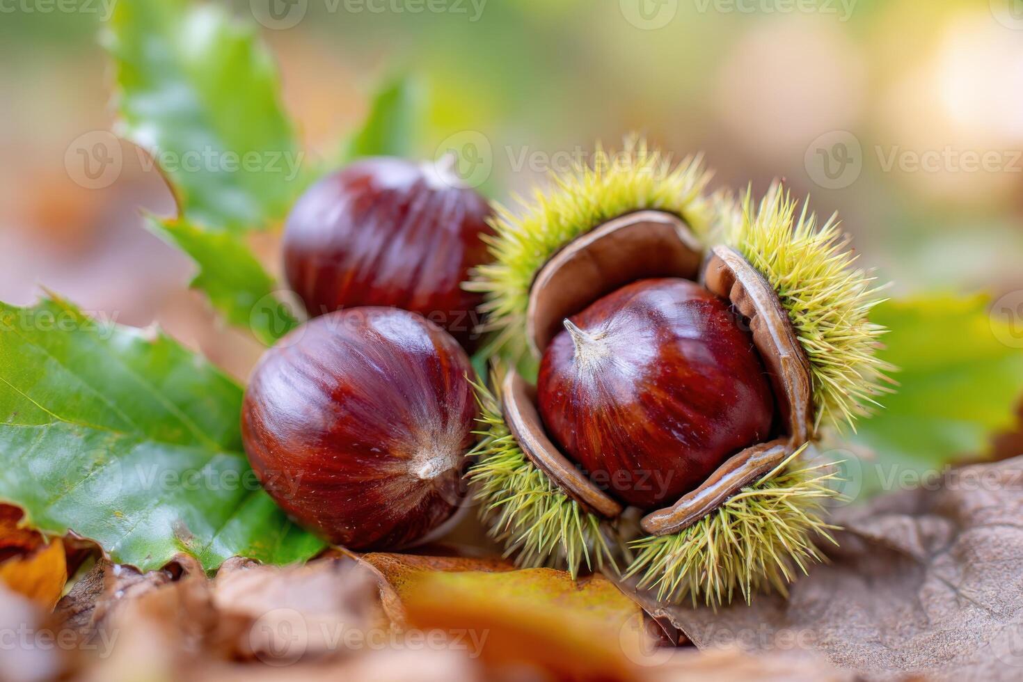 Fresh chestnuts nestled among vibrant green leaves and autumn foliage, showcasing their glossy texture and natural beauty in a seasonal setting with warm colors photo