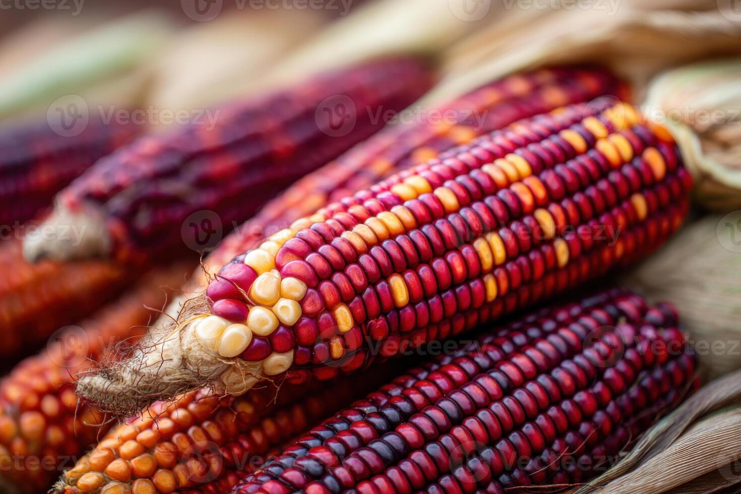 Colorful ears of corn with vibrant red, yellow, and orange kernels are arranged closely together, showcasing the beauty of fresh produce and agricultural bounty photo