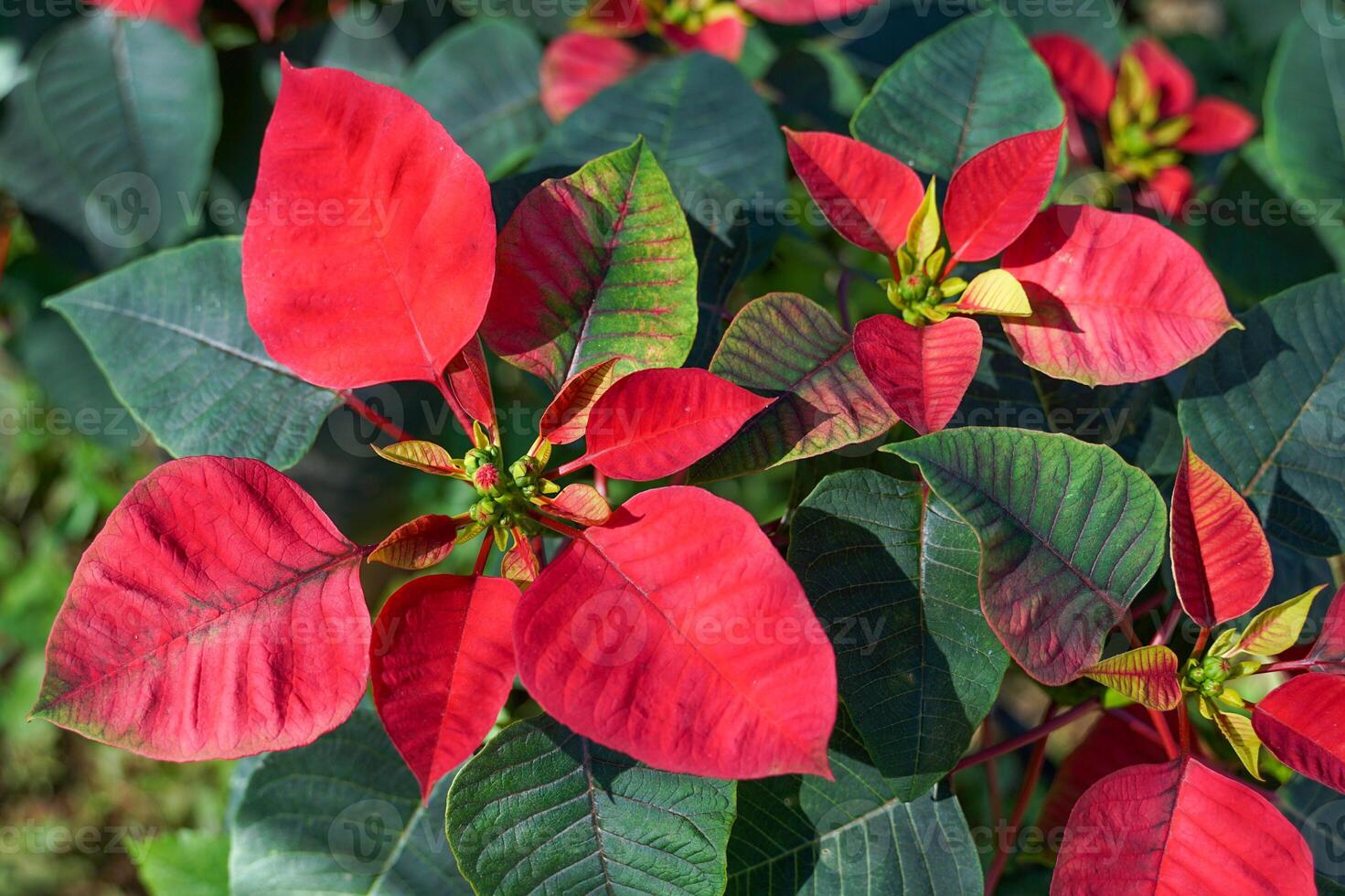 top view of Poinsettia tree. it is a shrub with dark green foliage. Spear-shaped bracts come in many colors, including white, yellow, red and pink. Yellow flowers form a bouquet at the end of the top. photo