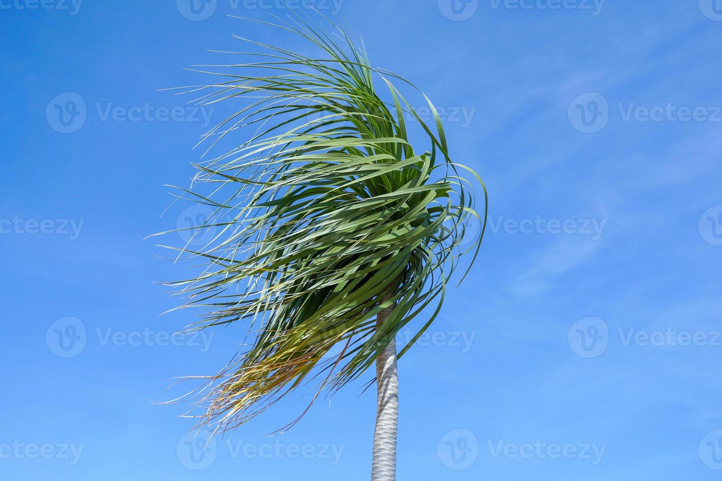Ponytail Palm leaves swaying in the wind against a bright daytime blue sky background. photo