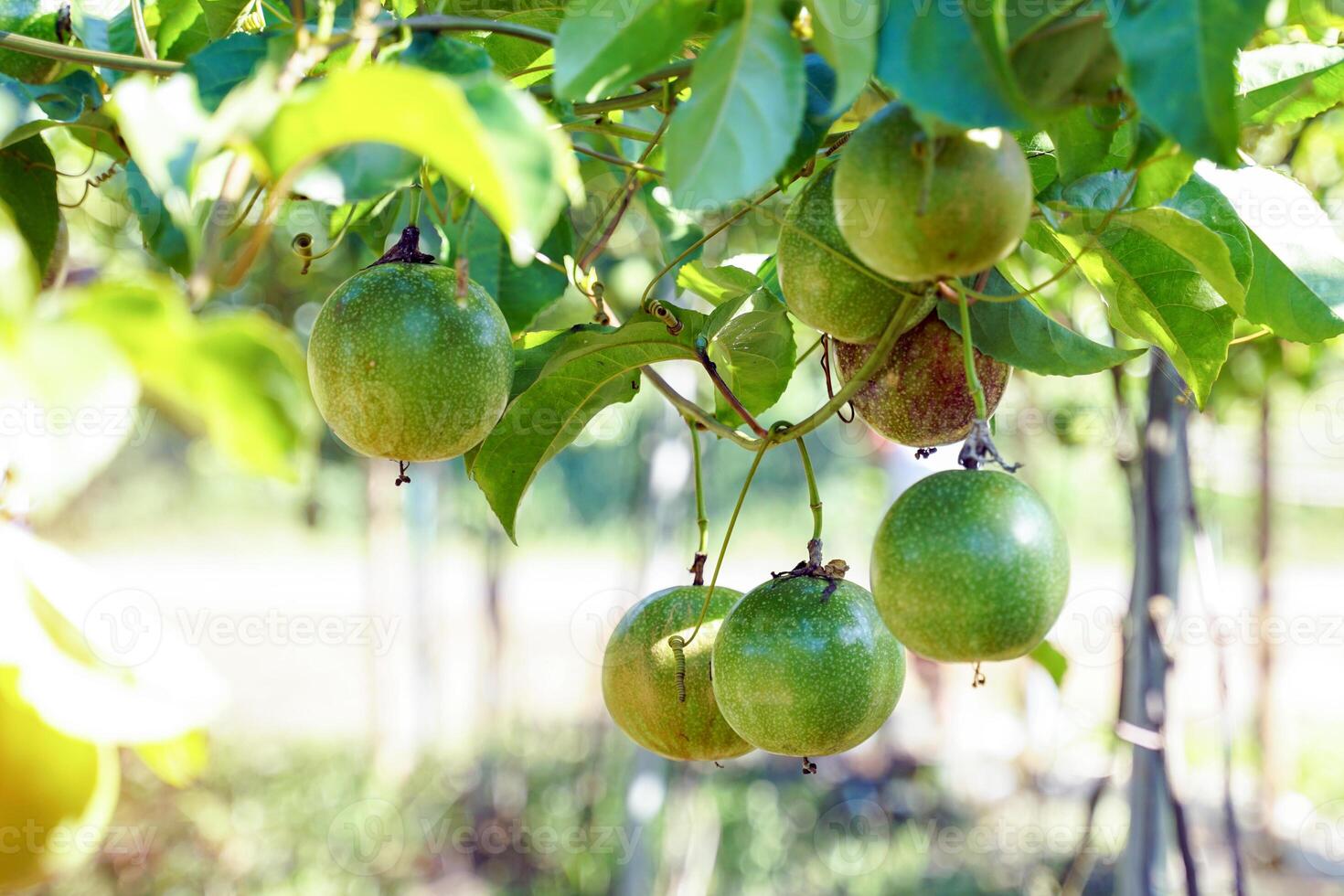 Raw passion fruit on the tree have a round or oval shape Shell color varies by species. such as the purple variety Yellow and yellow. Fruit peel is thick, glossy photo