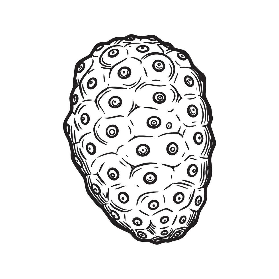 Black and white hand drawn illustration of a noni fruit isolated on white background vector