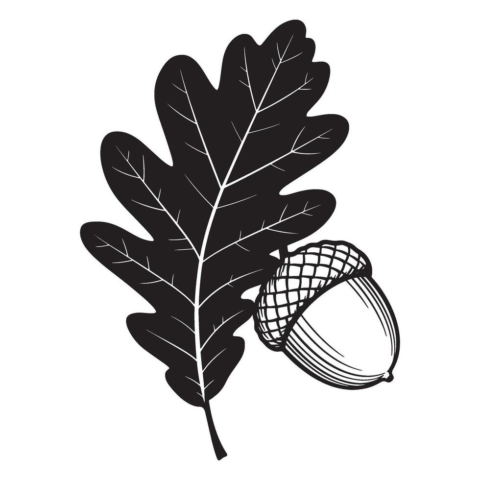 Black and white illustration of an oak leaf and acorn on a white background vector