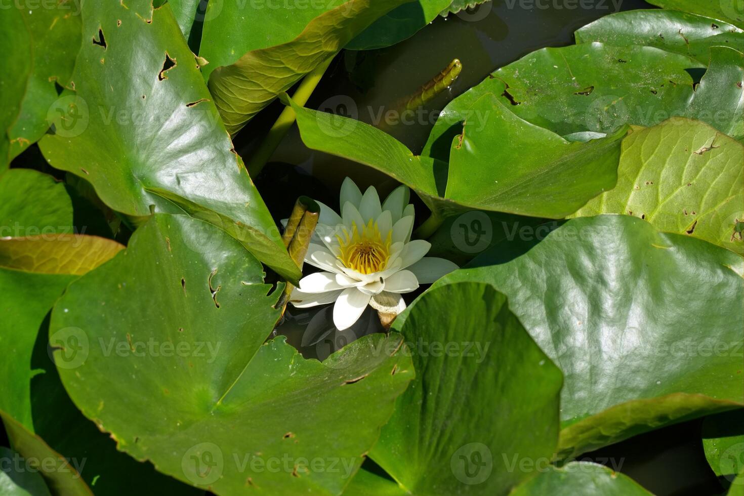 White waterlily, or White nenuphar photo