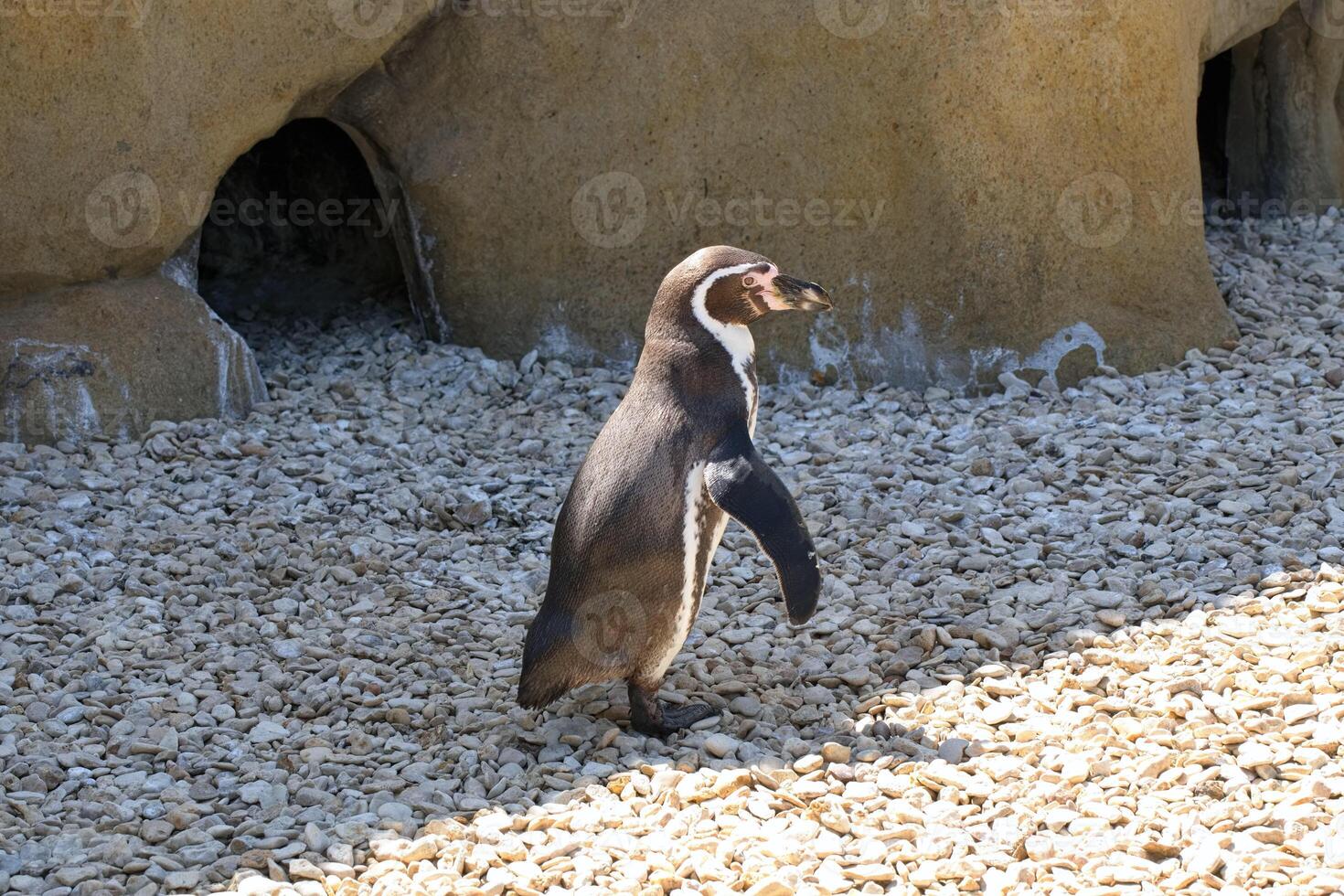 Humboldt penguin by its cave photo