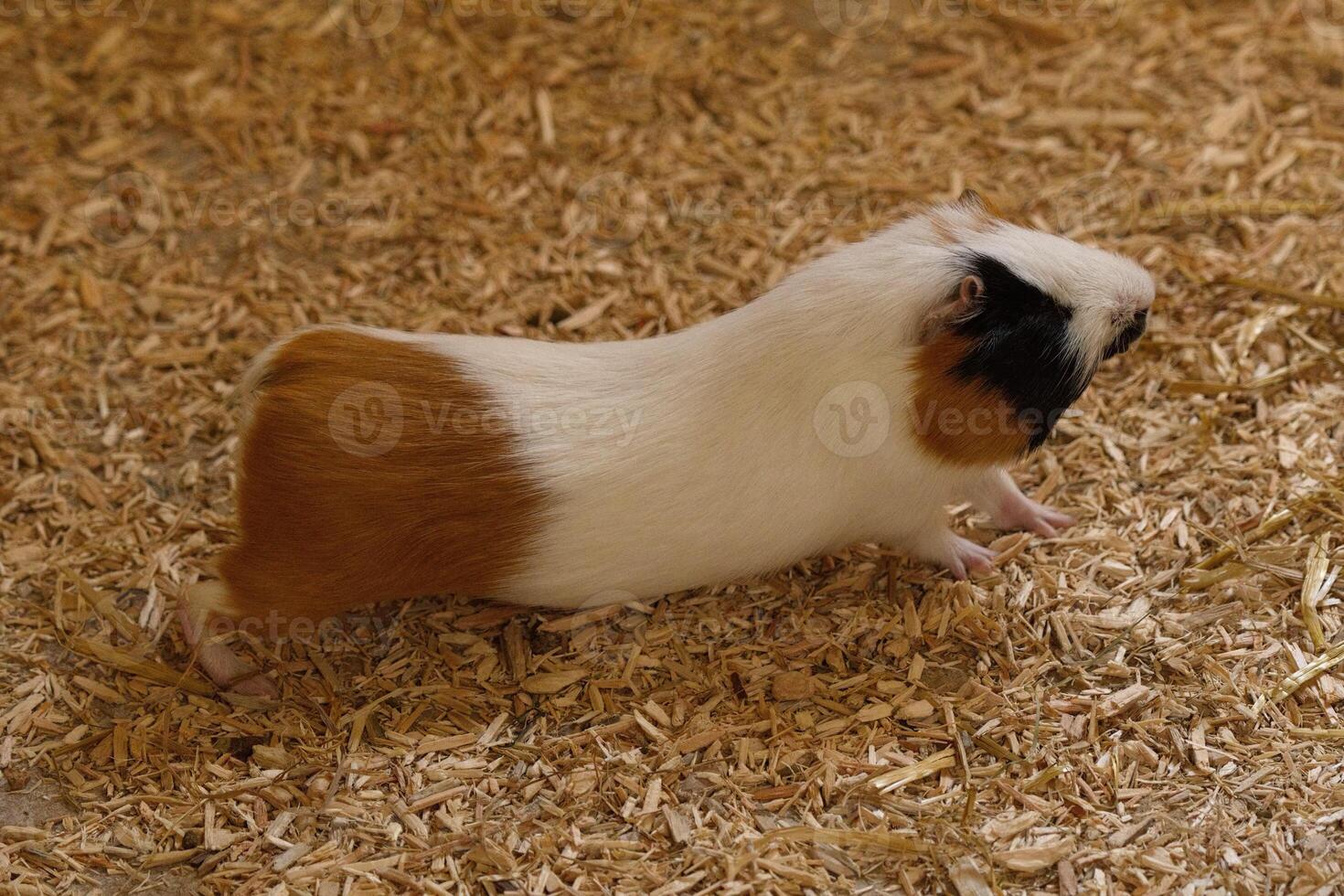 streching Guniea pig photo