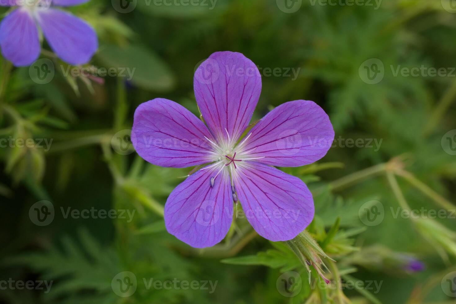 Meadow cranesbill flower photo