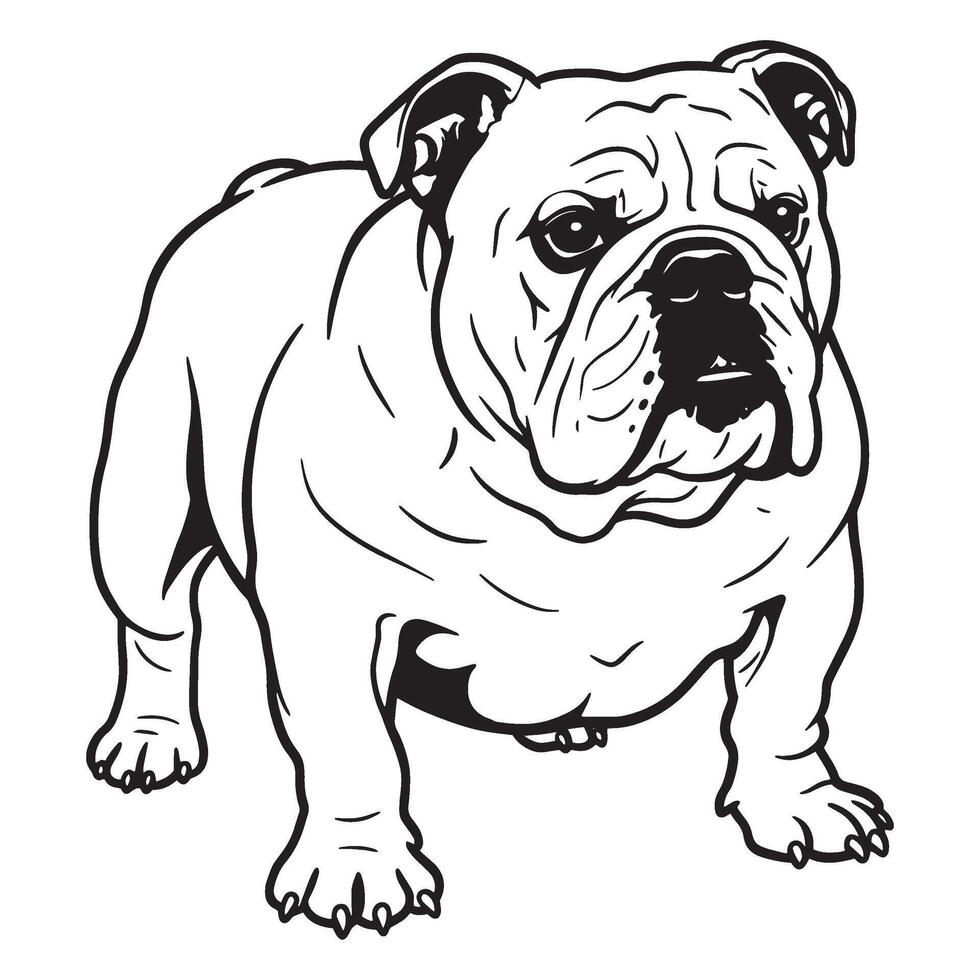 Detailed black and white illustration of an english bulldog standing proudly with focused eyes vector