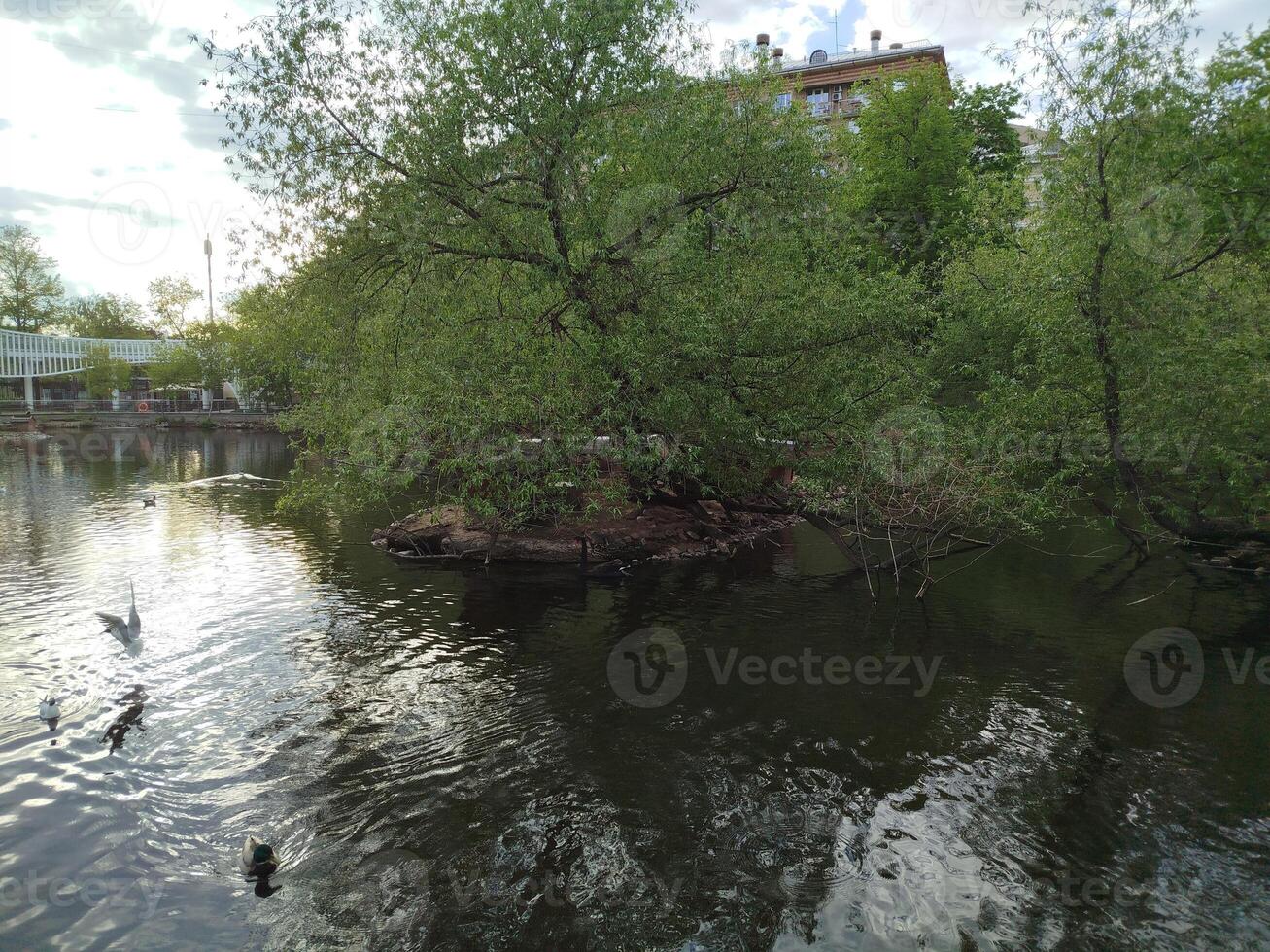 Pond with ducks at Gorky Park in Moscow photo