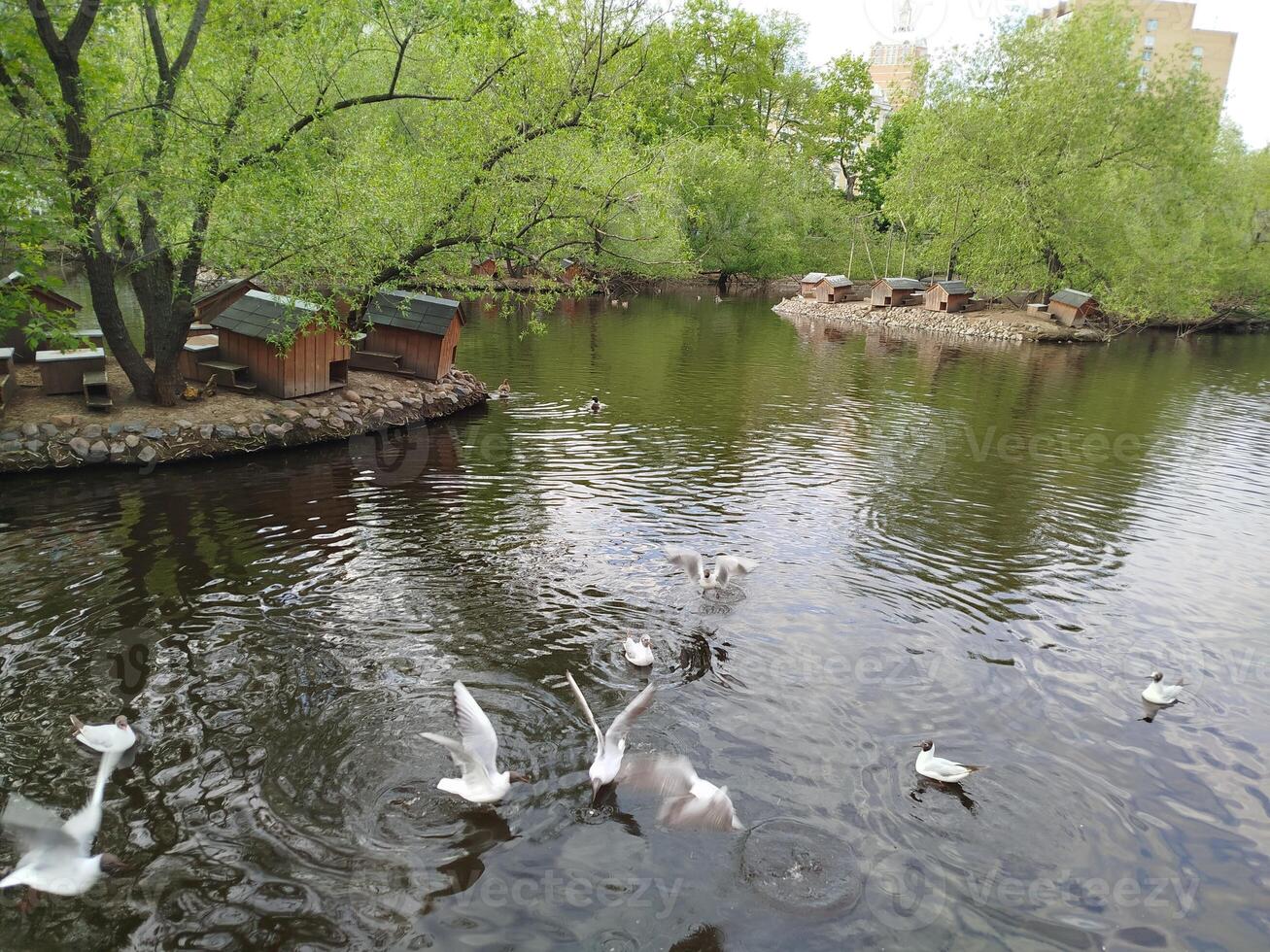 Ducks in a tranquil pond with trees photo