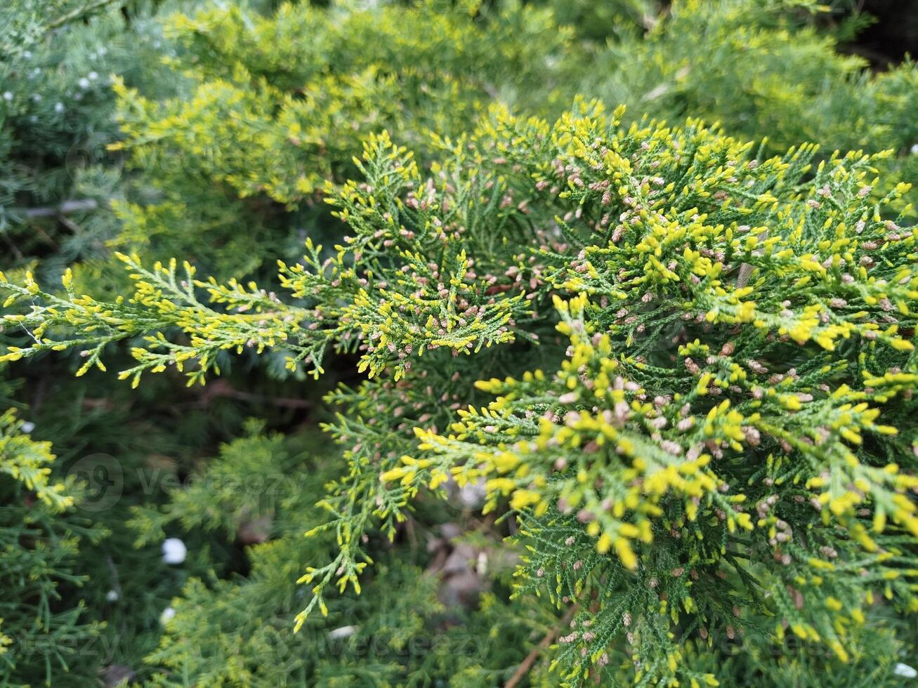 Close-up of a cypress bush in garden photo