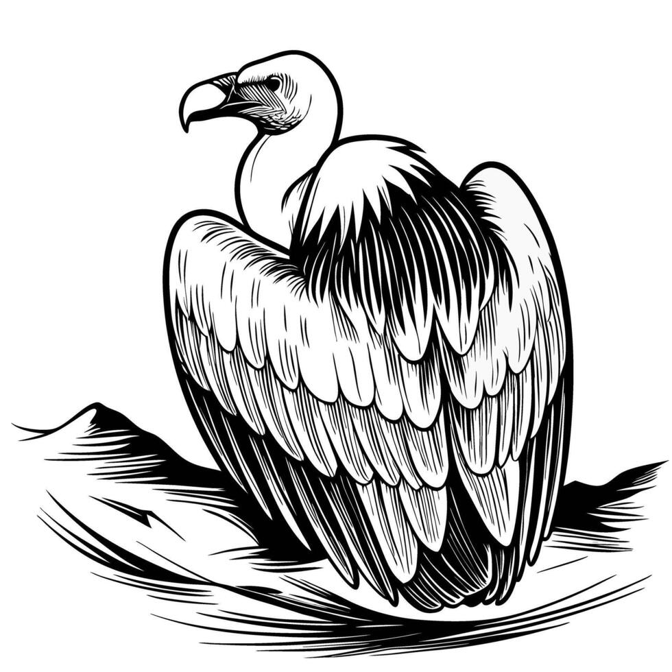 Vulture perched on rocky terrain detailed black and white hand drawn illustration of scavenger bird, wilderness wildlife art vector