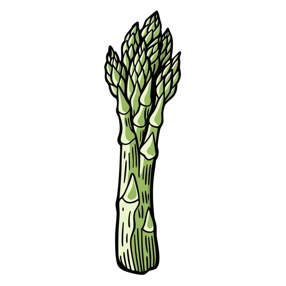 Illustration of Fresh Green Asparagus Bunch on White Background vector
